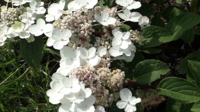 Медовая гортензия метельчатая Вимс Ред - три цвета в одном сорте. Мои сорта гортензии в саду. смотреть онлайн