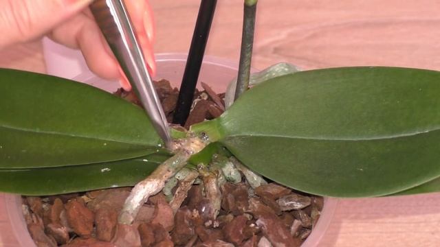 Орхидея, СГНИЛА ТОЧКА РОСТА. НЕ ОТЧАИВАЕМСЯ! ДЕЙСТВУЕМ РЕШИТЕЛЬНО! смотреть онлайн