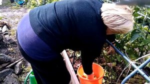 Томат Альфа 10 литровое ведро с куста .Рекомендую.