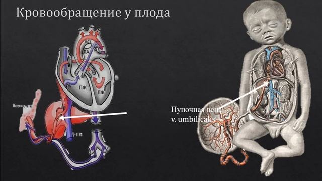 Кровообращение плода