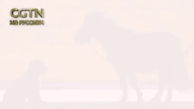Самый маленький жеребенок в мире примет участие в конной выставке смотреть онлайн