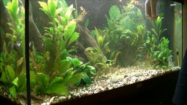 Аквариумный ландшафтный дизайн, подготовка грунта, посадка растений смотреть онлайн