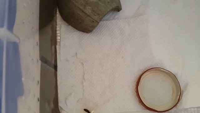 Новый питомец Эублефар / Eublepharis macularius смотреть онлайн