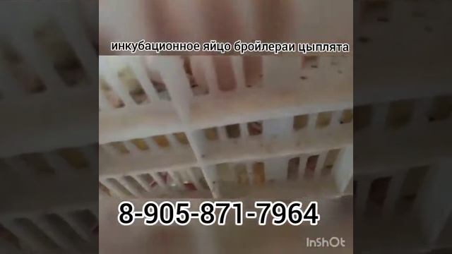 Вывод яйца бройлера Кобб-500 в инкубаторе Стимул-1000М1У смотреть онлайн