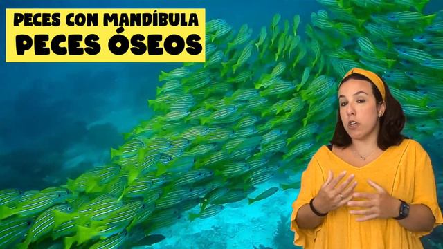 Los animales vertebrados - Parte 1 - Peces y anfibios. Bio[ESO]sfera смотреть онлайн