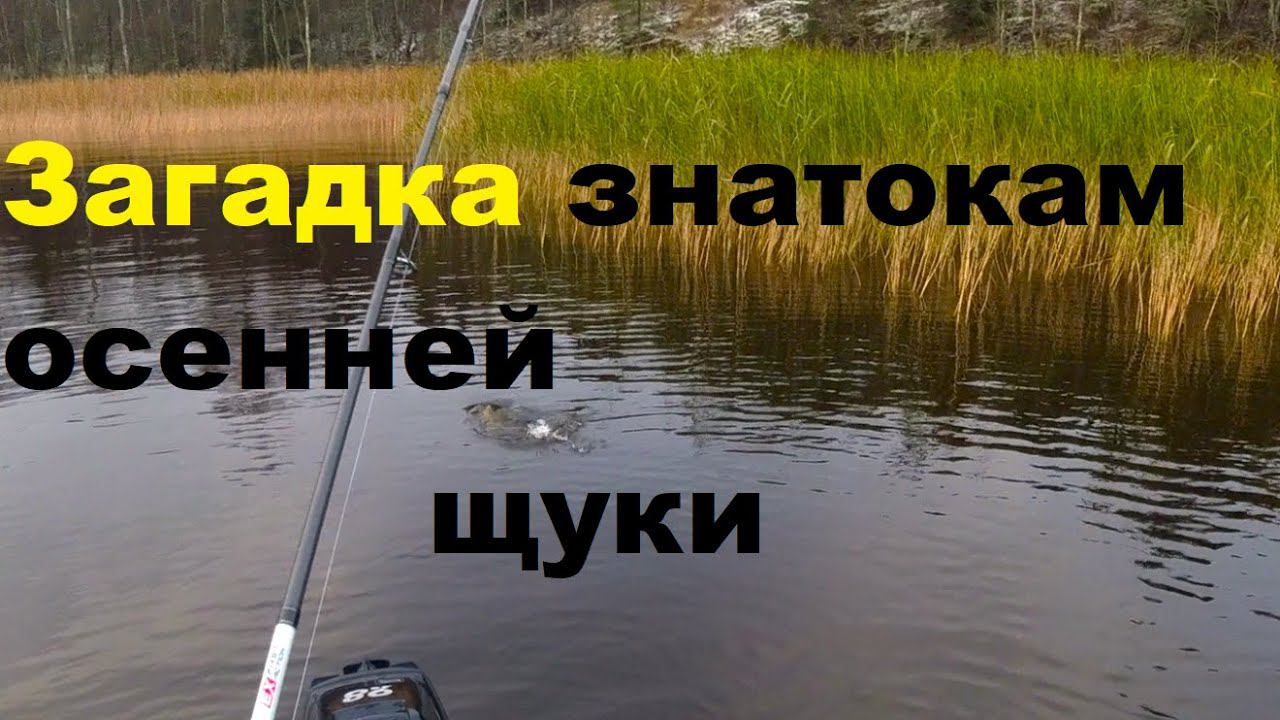 Загадка для знатоков осенней щуки смотреть онлайн