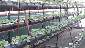 Пирамида для выращивания клубники в теплице. ОБЗОР