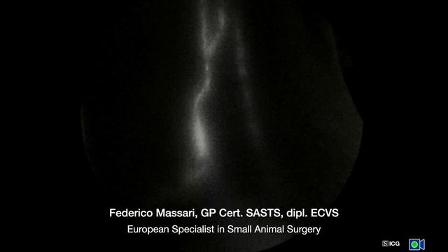 ICG axillary lymph node removal (sentinel lymph node) in a dog смотреть онлайн