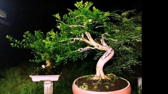 Inspirasi Bonsai Kemuning (murraya Paniculata)
