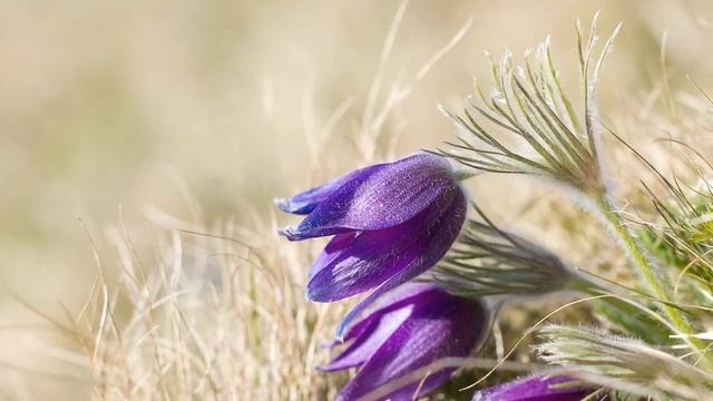 pulsatilla vulgaris 2017 смотреть онлайн