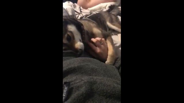 Needy dog adorably demands more scratches смотреть онлайн