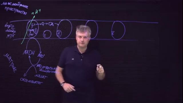 Биохимия: Цепь переноса электронов