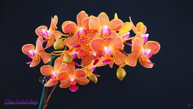 Phalaenopsis Orchids - How I get multiple flower spikes! ??? смотреть онлайн