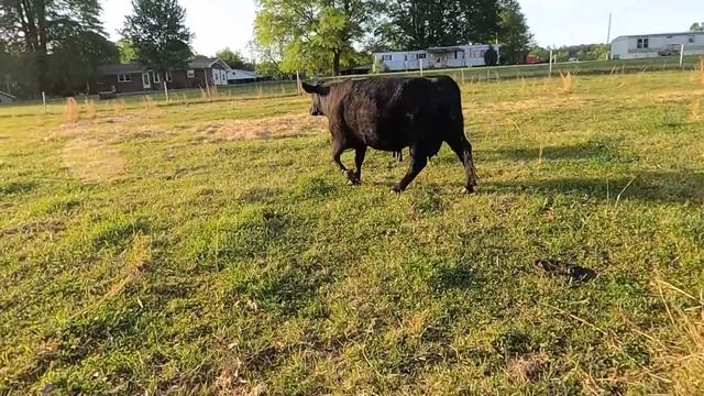 Caught on camera! Strange black object in the cow pasture...is it moving? смотреть онлайн