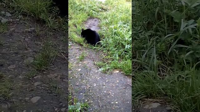 Кошка ест птицу смотреть онлайн