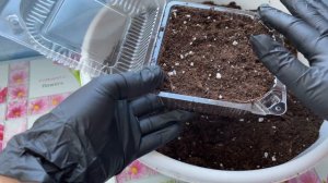 Сеем антирринум махровый из семян (львиный зев)