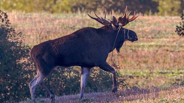 Звук лося, как кричит лось, рёв лося