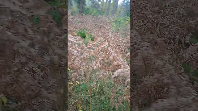 папоротник кудрявый......) смотреть онлайн