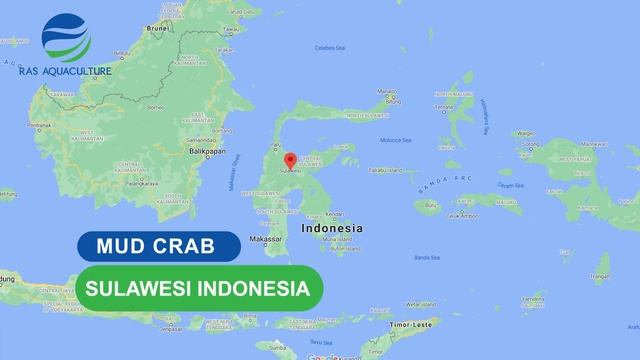 Recent Advances in Breeding Technique for Mud Crab (Scylla spp.) смотреть онлайн