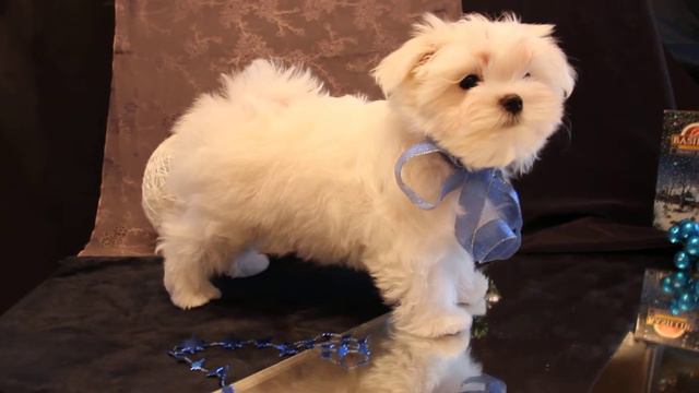 male Maltese promissing for Show and breeding смотреть онлайн