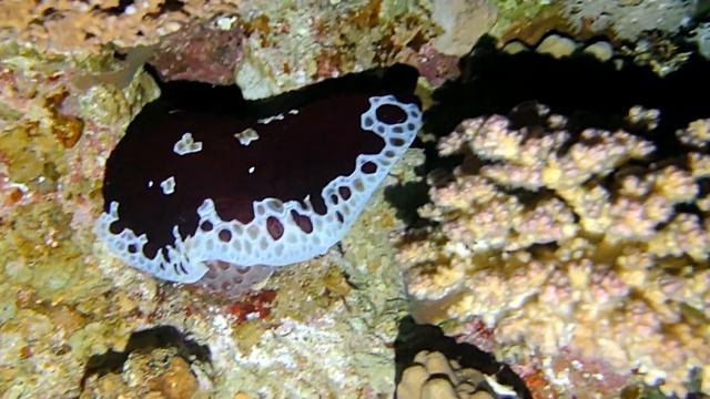 Неимоверные красоты Красного Моря. Ночной Дахаб. Часть 1 смотреть онлайн