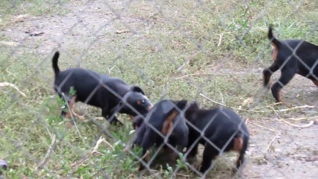Охота с ягдтерьером. Щенки ягдтерьера смотреть онлайн