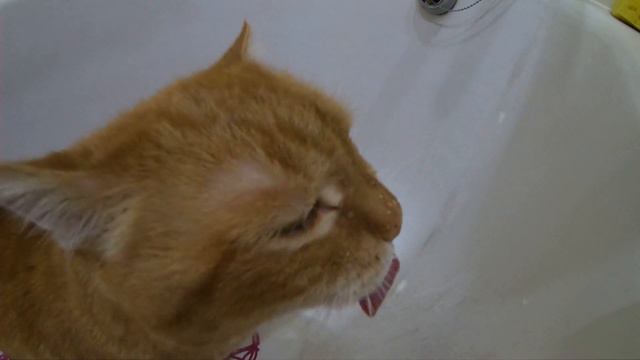 кот пьет воду из под крана смотреть онлайн