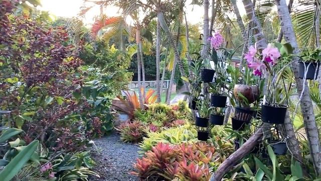 Осенняя Красота! Цветение Природных Каттлей. Gur. bowringiana, Rlc. Glenn Maidment, C. Mari's Song смотреть онлайн