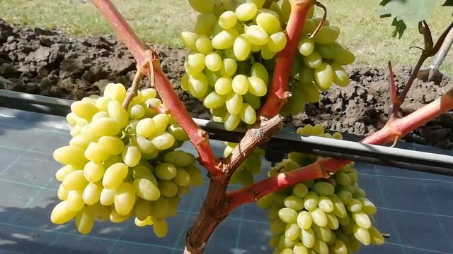 Столетие - кишмиш. Сентеньел сидлис (Centennial Seedless, "столетие бессемянное" смотреть онлайн