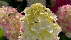 КЛАССИКА СРЕДИ ГОРТЕНЗИЙ, ТОП САМЫХ КРАСИВЫХ И ВЫНОСЛИВЫХ СОРТОВ.