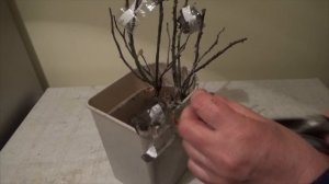 Реанимация саженцев роз, или что делать, если саженцы проснулись, а высаживать в грунт рано