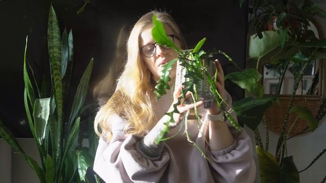 ??? Epifity - moja kolekcja, czyli lepismium, rhipsalis i epiphyllum смотреть онлайн
