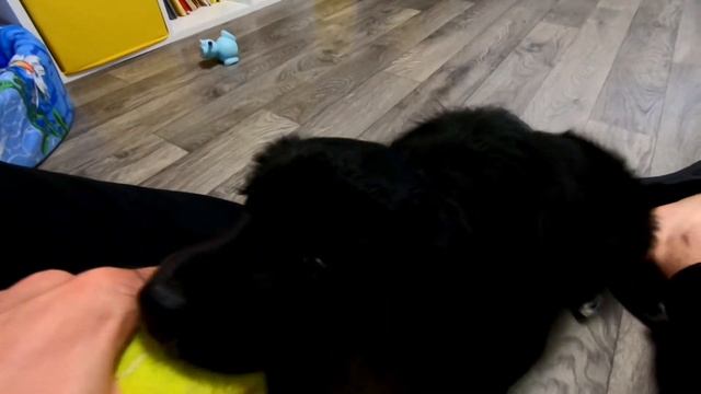 "РЕТРИВЕР" ЧЕРНЫЙ ИВА -2 МЕСЯЦА. ЧАСТЬ-1 смотреть онлайн