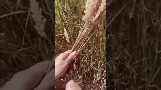 «Мое сердце» смотреть онлайн