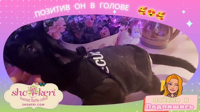 Как можно тренировать кота спинальника смотреть онлайн