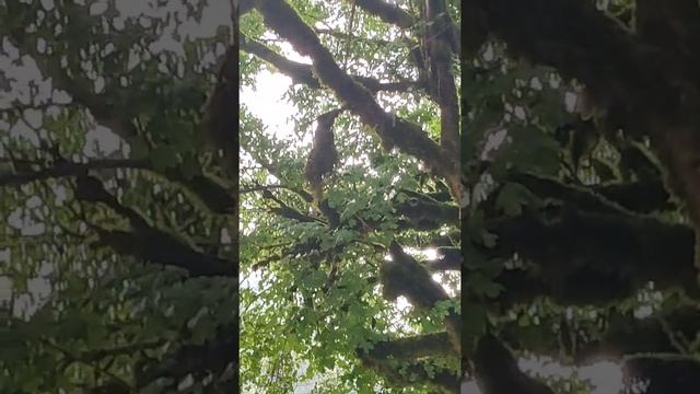 Абхазия. Водопад Мужские слёзы. Сочи 22. Калейдоскоп впечатлений. смотреть онлайн