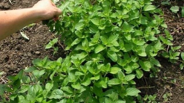 Выращивание мяты из семян в домашних условиях как бизнес идея | Мята смотреть онлайн