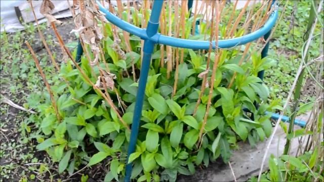 Флоксы!!! Весенний уход!!! смотреть онлайн