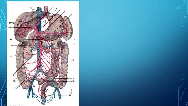 ВОРОТНАЯ ВЕНА. ПОРТО-КАВАЛЬНЫЕ АНАСТОМОЗЫ смотреть онлайн