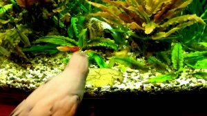 Когда волнистый попугай Морозко играет с рыбками