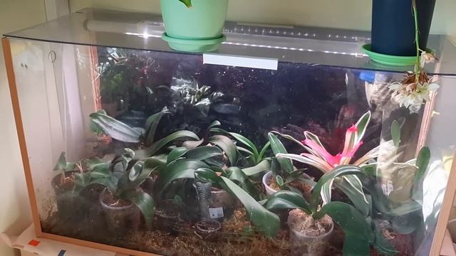 ВЕСЕННИЙ ОБЗОР РАСТЕНИЙ ЭПИФИЛЛУМЫ НА БУТОНАХ ФАЛЕНИНОПСИСЫ ОЖИЛИ смотреть онлайн