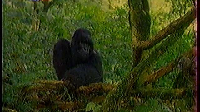 Диалоги о Животных (15.01.1999) Семейство горных горилл смотреть онлайн