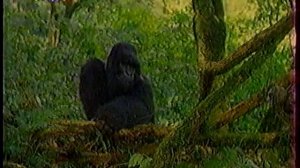 Диалоги о Животных (15.01.1999) Семейство горных  горилл