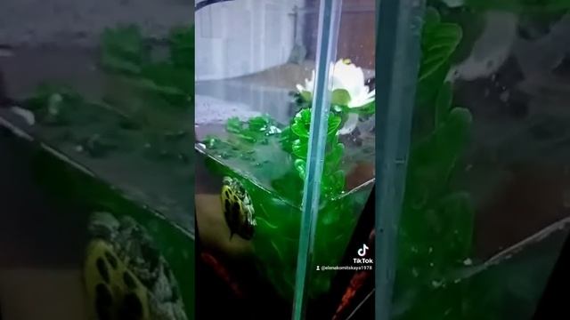 как спят желтоухие черепахи смотреть онлайн