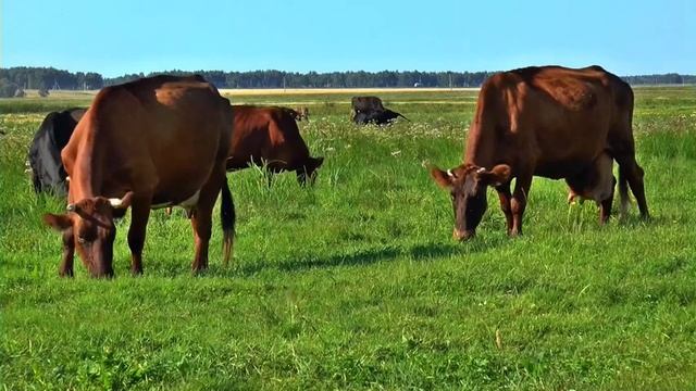 Звук коровы. Корова мычит. Мычание. Корова мычит видео. Корова мычит му. Корова мычит звук
