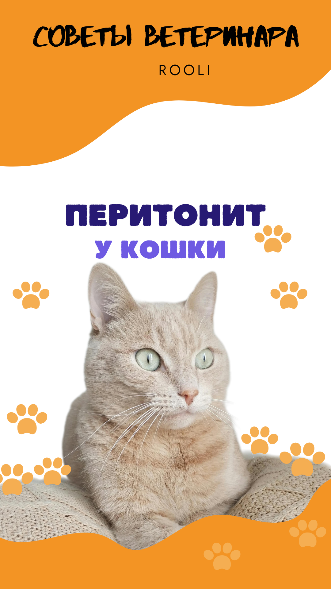 Перитонит у домашних питомцев- кошки. Симптомы, причины перитонита у кошки. смотреть онлайн