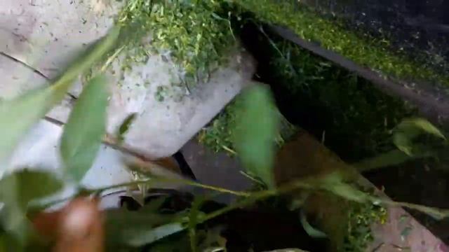 Измельчитель травы двигатель со стиралки смотреть онлайн