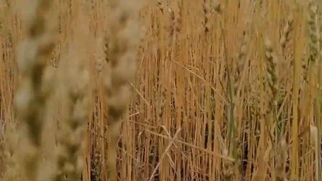 ОЗЕРО БАННОЕ БАШКИРИЯ ОТДЫХ ЛЕТОМ 2020 смотреть онлайн