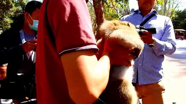 New Update SweetPea! All Cameraman Recuse SweetPea Monkey Come back Home Meet group, смотреть онлайн