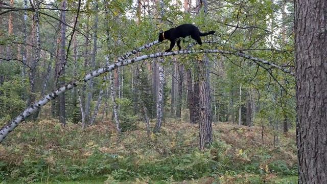 That's why cat and dog need a tail! How leopard Luna and Rottweiler Venza use their amazing tails смотреть онлайн